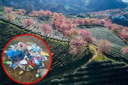 Sa Pa: Đồi chè Ô Long phải đóng cửa do nhiều du khách vô ý thức thi nhau xả rác, ngắt hoa