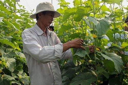 Hậu Giang: Khởi sắc ở làng 'nông thôn mới Hàn Quốc'