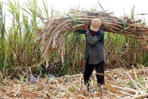 Lao đao ngành mía đường