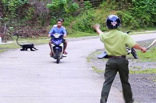 Voọc gáy trắng lại lao ra đường cắn người