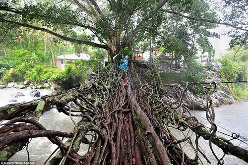 Cầu rễ cây và những cây cầu 'độc nhất vô nhị' trên thế giới