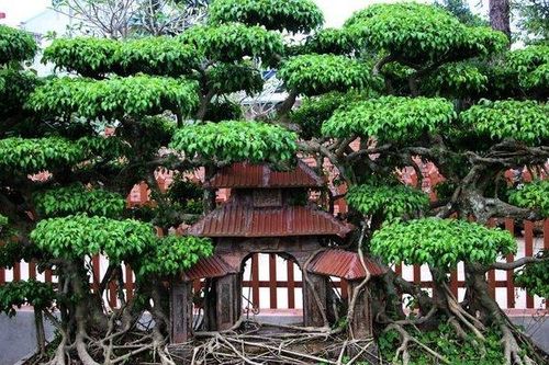 Cây cảnh 'Phố cổ Hà Nội', đại gia trả tiền tỷ chủ nhân vẫn chưa bán