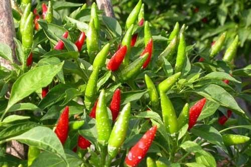 Lá ớt tưởng bỏ đi nhưng lại cực kỳ tốt cho sức khỏe