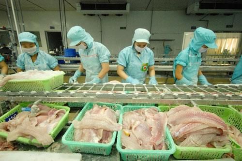 Khó khăn vẫn bủa vây cá tra sang Trung Quốc