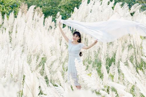 Cánh đồng cỏ lau ở Hà Nội đã vào mùa khoe sắc trắng, đẹp đến ngỡ ngàng