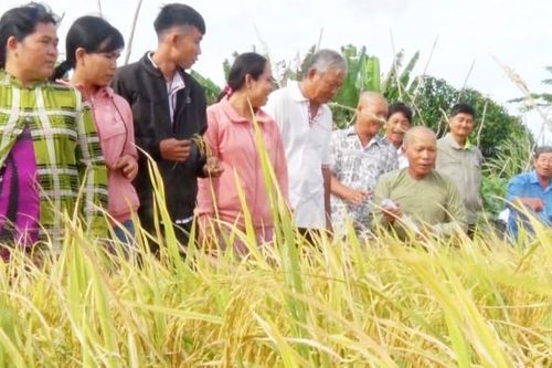 Nông dân Tri Tôn học tập canh tác lúa SRP