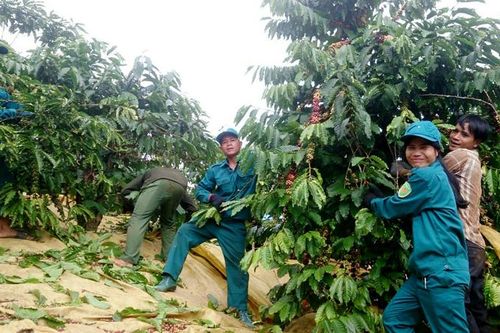 Bảo Lâm: Hàng trăm ĐVTN tham gia Mô hình ''Đổi công thu hái cà phê''