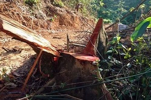 Phát hiện 277 vụ vi phạm Luật Lâm nghiệp vùng giáp ranh
