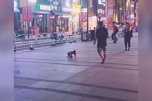 Clip: Chú chó tha dép chạy vòng quanh trêu đùa chủ