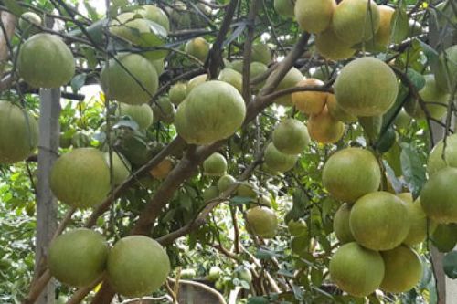 246 tỷ đồng phát triển các giống bưởi đặc sản của Hà Nội