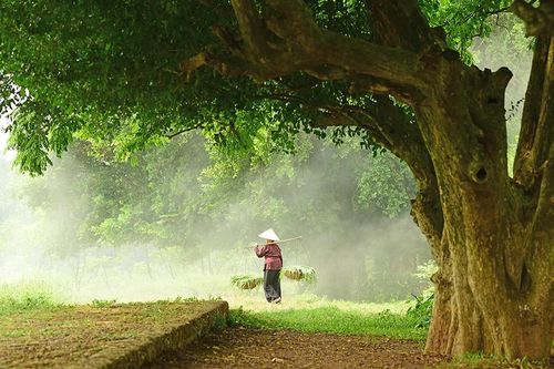 Khung cảnh làng quê đẹp thơ mộng ở Đường Lâm