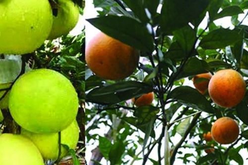 Tìm giải pháp phát triển cây có múi