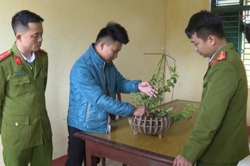 Bắt 3 đối tượng lừa bán lan đột biến, chiếm đoạt hơn 1 tỷ đồng