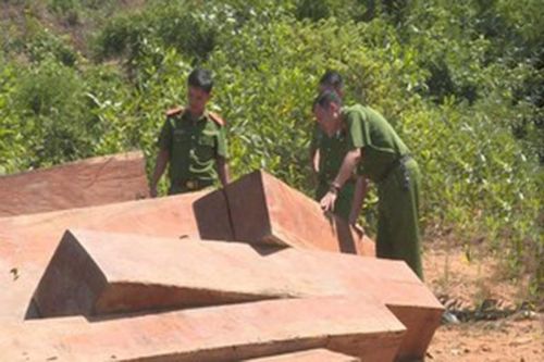 Khởi tố giám đốc công ty lâm nghiệp vì để mất rừng