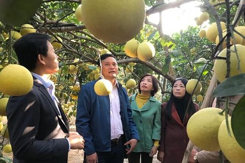 Xuất khẩu nông sản chủ lực: Bước đột phá mới của nông nghiệp Hà Nội