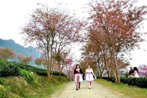 Thắm sắc anh đào Nhật giữa núi rừng Sa Pa