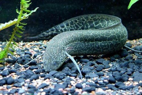 Thế giới cá lạ: Kỳ lạ loài cá bị 'đuối nước' nếu không... lên cạn