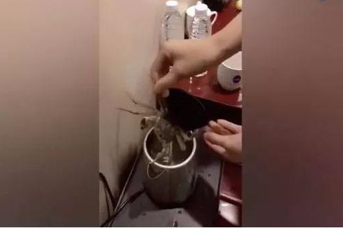 Vì sao phải đổ nước sôi vào bồn cầu ngay khi nhận phòng khách sạn?