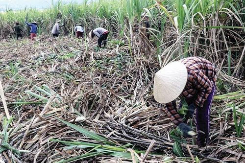 Hàng tồn đầy kho: DN 'chạy ăn từng bữa', nông dân bỏ đất đi làm thuê
