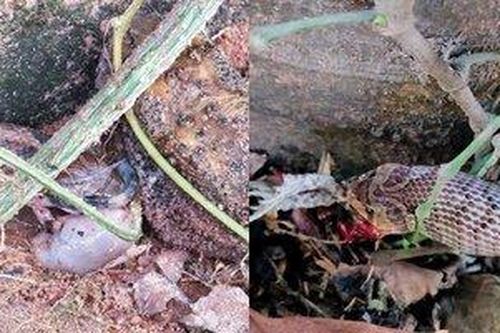 Con rắn độc ác nhất năm dùng răng 'moi tạng, hút máu' con mồi còn sống