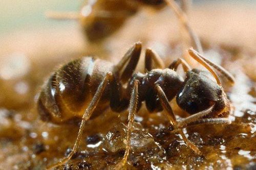 Kiến cũng xây nhà vệ sinh