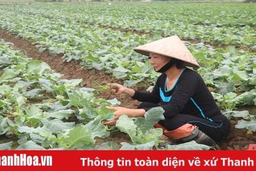 Xã Nga Thành phát triển kinh tế, nâng cao thu nhập cho người dân