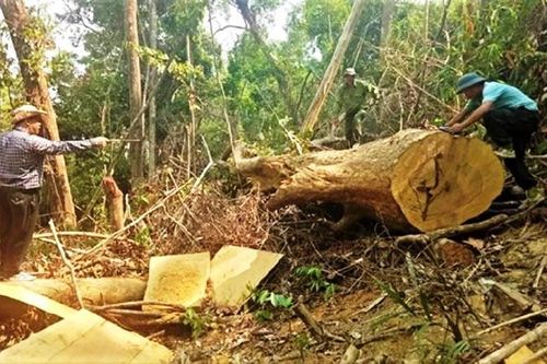 Bắt giam nguyên Giám đốc Công ty lâm nghiệp Ea Kar