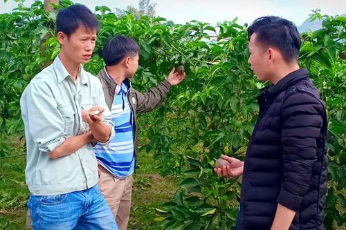 Liên kết sản xuất chanh leo ở Mường Ảng trước nguy cơ 'chết yểu'