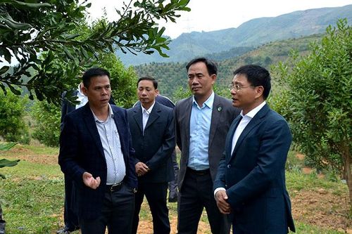Bí thư Tỉnh ủy Nguyễn Văn Thắng thăm, kiểm tra dự án trồng mắc ca trên địa bàn huyện Tuần Giáo