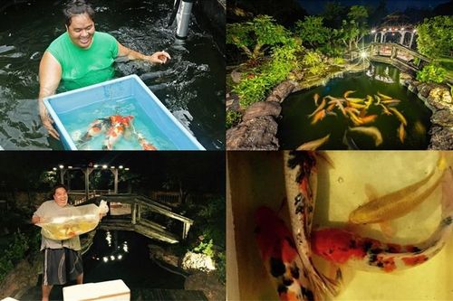 Cùng Hoàng Mập chăm sóc hồ cá koi 5 tỉ đồng trong biệt phủ 1600m2