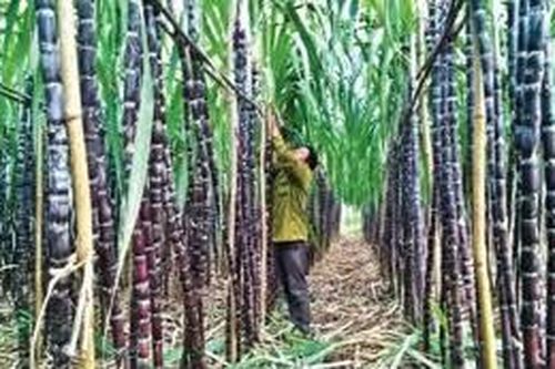 Gần 30% nhà máy mía đường nội địa đóng cửa vì đường nhập lậu
