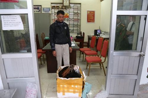 Bắt vụ vận chuyển sơn dương đông lạnh ở Tam Đảo
