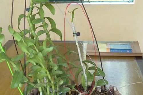 Nhóm lừa đảo bán lan đột biến giả, chiếm đoạt tiền tỷ