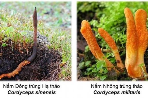 Đông trùng hạ thảo - Dược lý và công dụng y học
