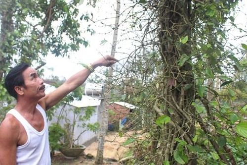 Quảng Nam: Những vườn tiêu xứ Tiên xác xơ sau bão lũ