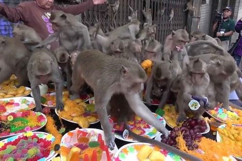Hàng trăm con khỉ tranh giành thức ăn tại tiệc buffet ở Thái Lan