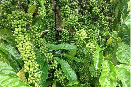 Giá tiêu hôm nay 3/12: Tăng nhẹ ở Tây Nguyên, thị trường tiêu đen toàn cầu dự kiến tăng trưởng mạnh mẽ