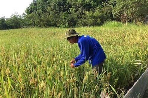 Lão 'gàn' nặng lòng với các giống lúa mới