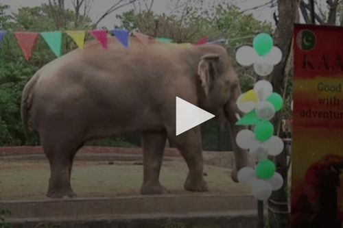 Chú voi cô đơn nhất thế giới được mở tiệc chia tay
