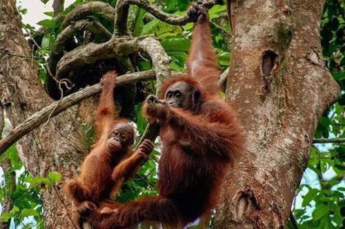 CLIP: Đười ươi mẹ dạy con cách sinh tồn trong rừng mưa nhiệt đới