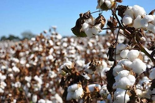Châu Phi hiện đang dẫn đầu tiến bộ ứng dụng cây trồng công nghệ sinh học