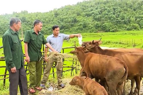 Gương sáng thời bình