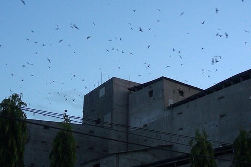 Hướng đến xây dựng thương hiệu yến sào Ayun Pa