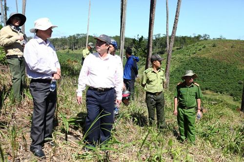 Khẩn trương xác minh, điều tra các vụ việc phá rừng tại Đam Rông