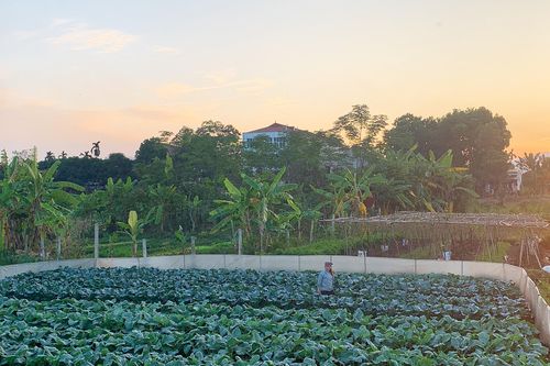 Hạ Hòa tập trung sản xuất vụ đông