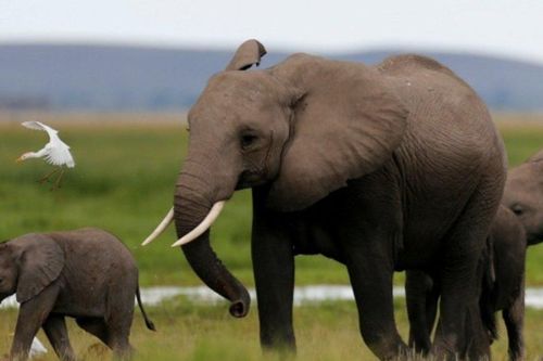 Namibia bán đấu giá 170 con voi 'giá trị cao'