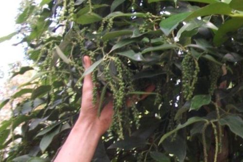 Giá tiêu hôm nay 4/12: Biến động nhẹ ở Gia Lai, Bà Rịa - Vũng Tàu, người trồng tiêu đang vừa mừng vừa tiếc