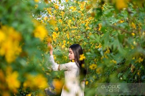 Có một mùa hoa dã quỳ nở rộ giữa lòng Hà Nội