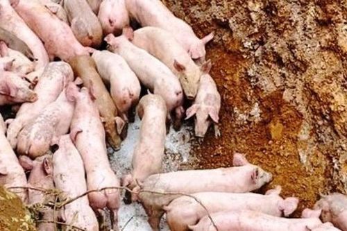 Truy tìm người vứt cả trăm con lợn ở khu vực giáp ranh Nghệ An – Thanh Hóa