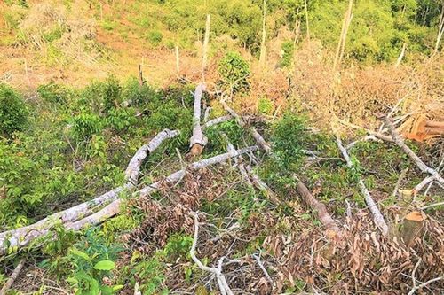 Gần 2.000 ha rừng tự nhiên suy giảm, Đắk Nông đề nghị chuyển cơ quan điều tra